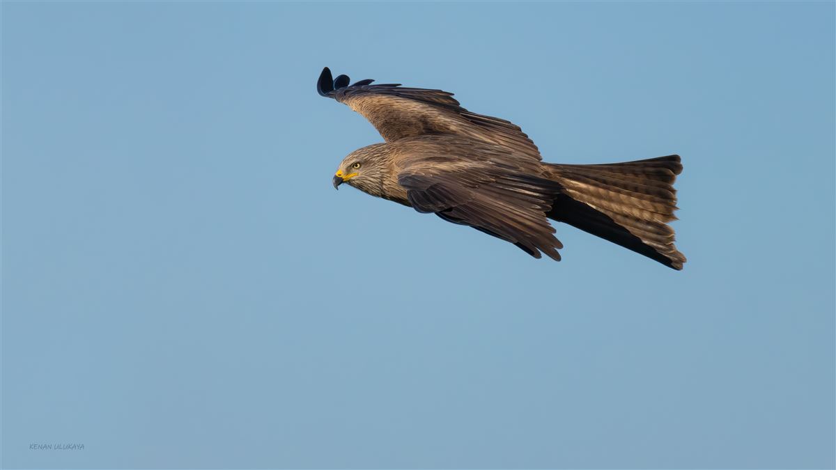Black Kite