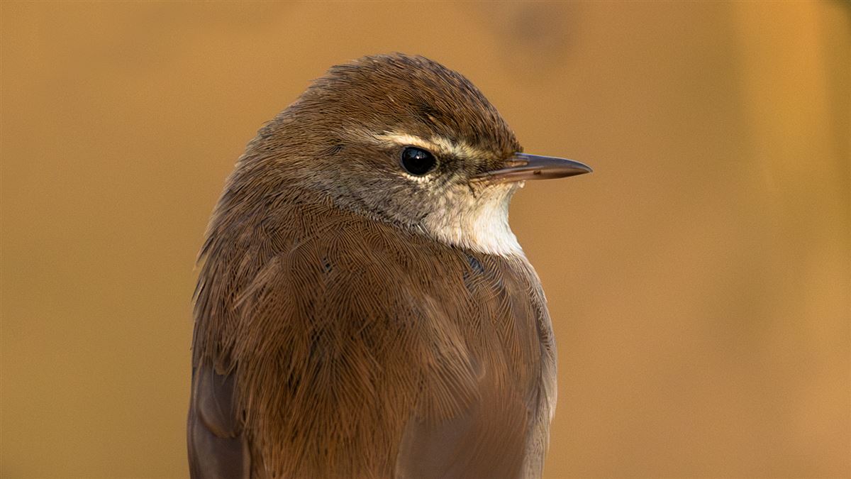 Cetti`s Warbler