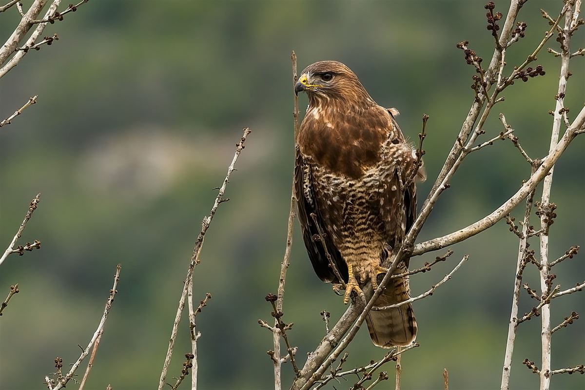 Common Buzzard