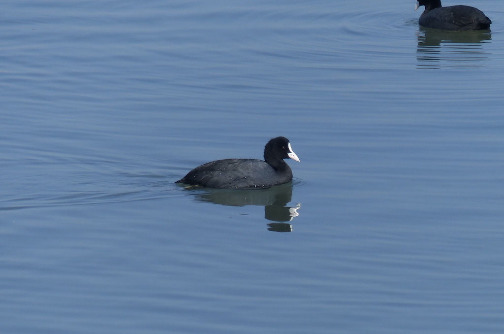 Eurasian Coot