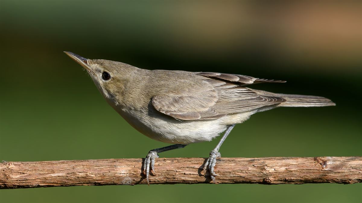 Eastern Olivaceous Warbler