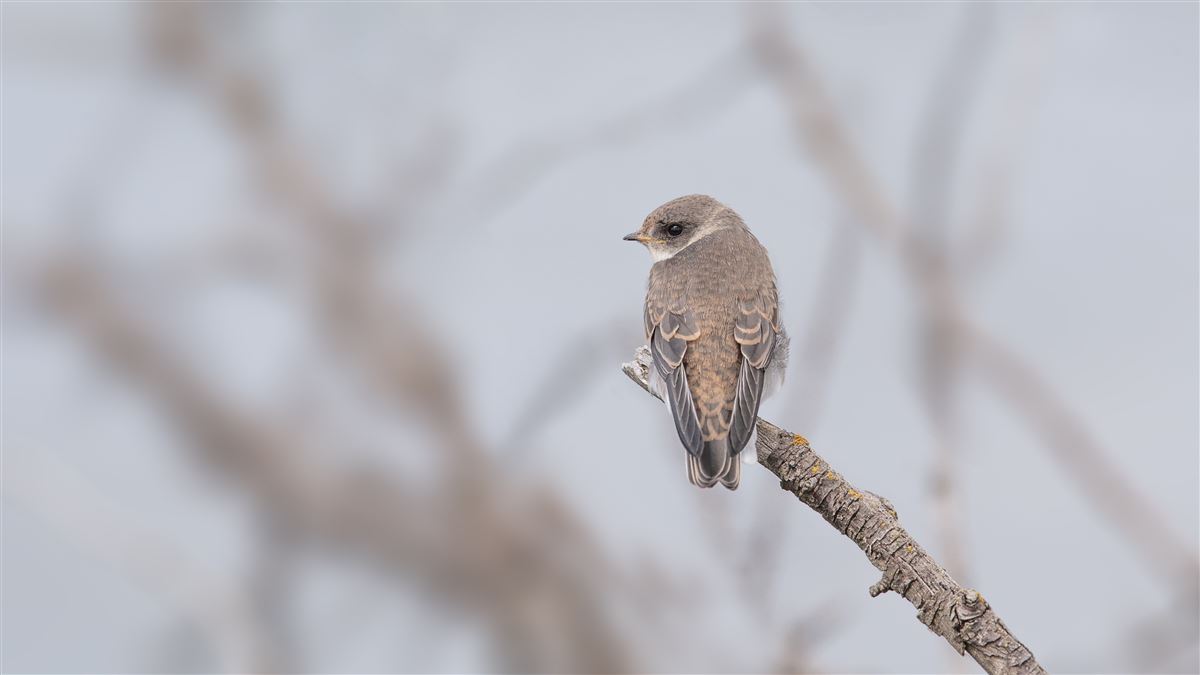 Sand Martin
