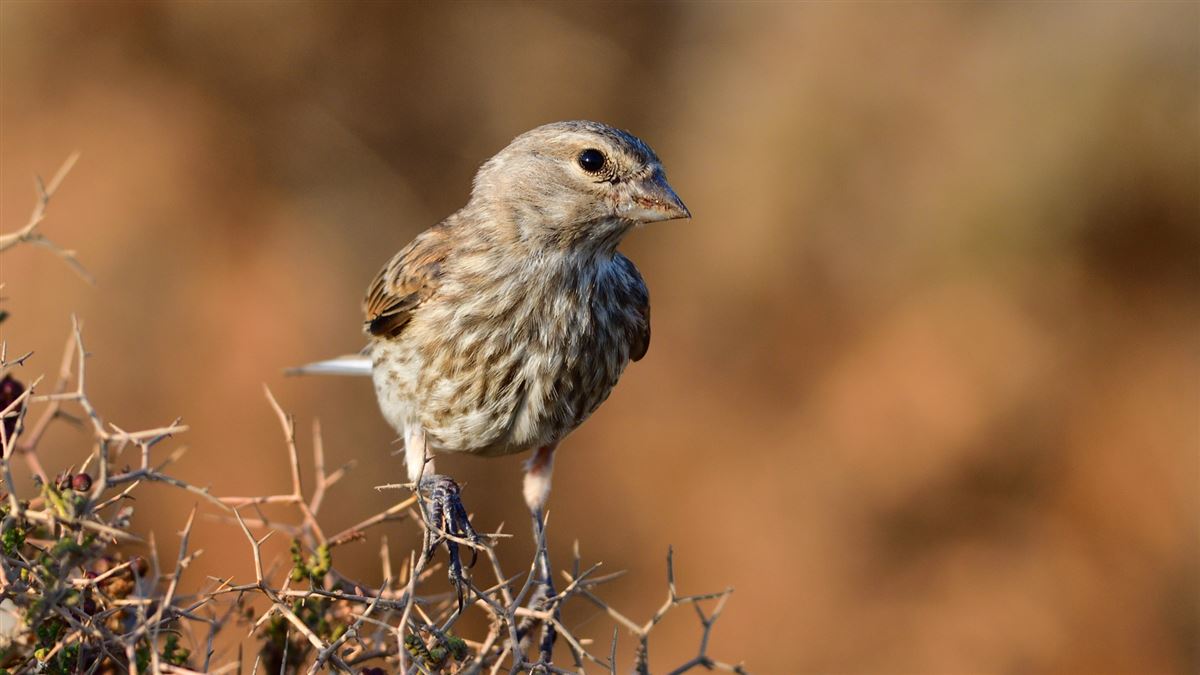 Common Linnet