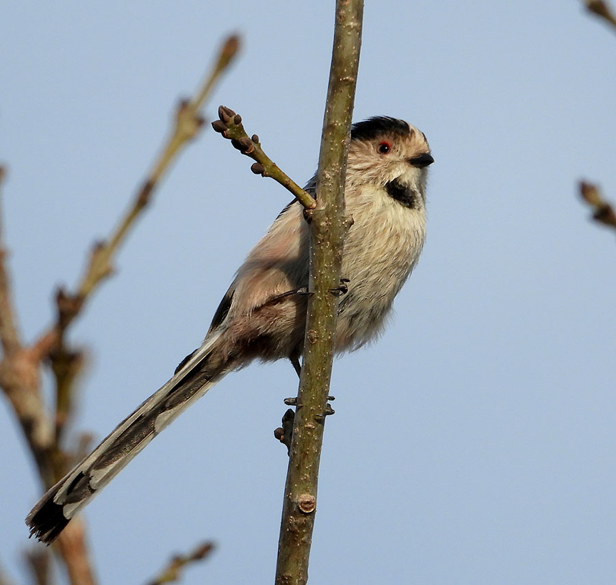 Long-tailed Tit