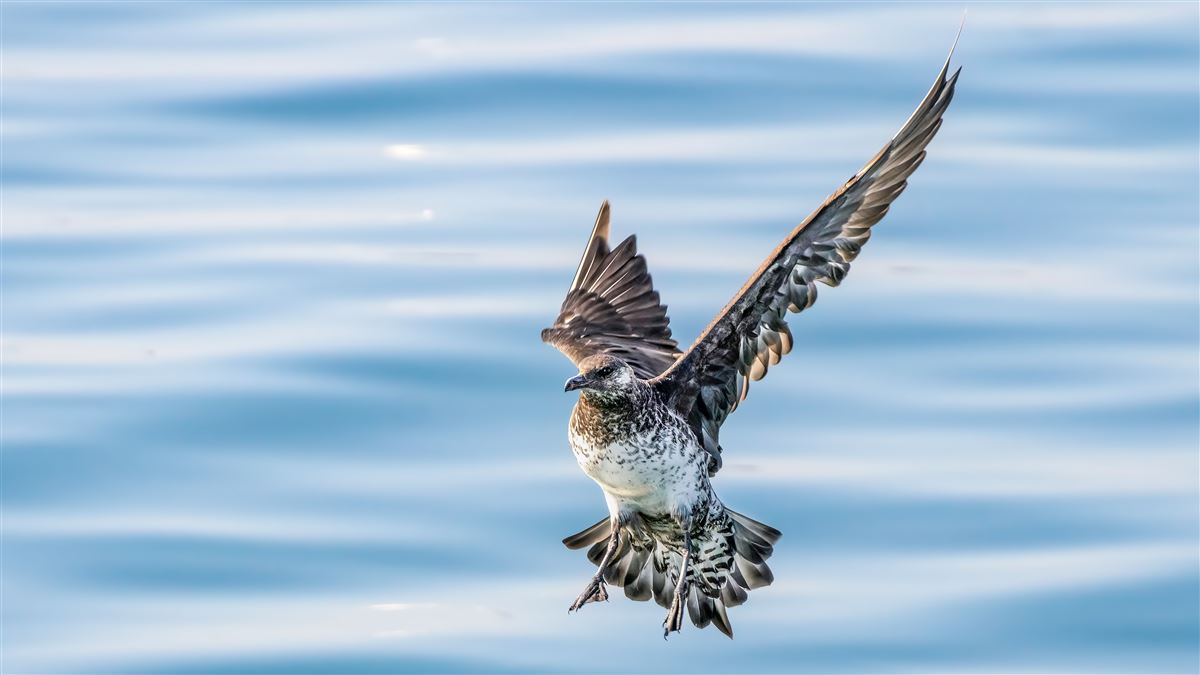 Pomarine Jaeger