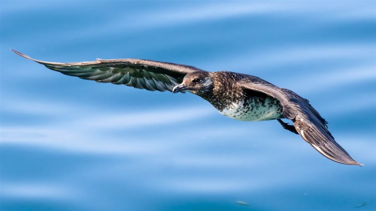 Pomarine Jaeger