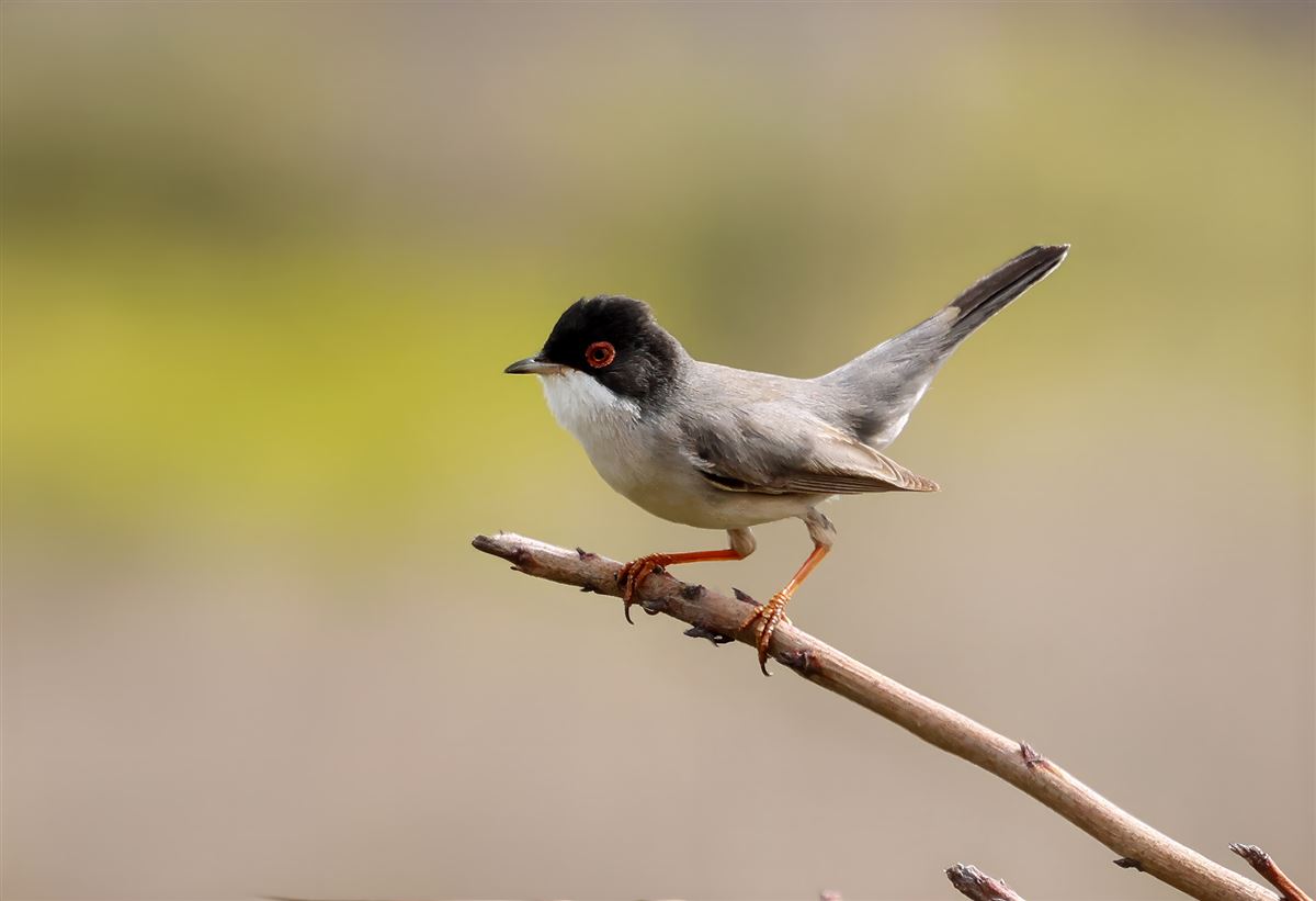 Menetries`s Warbler