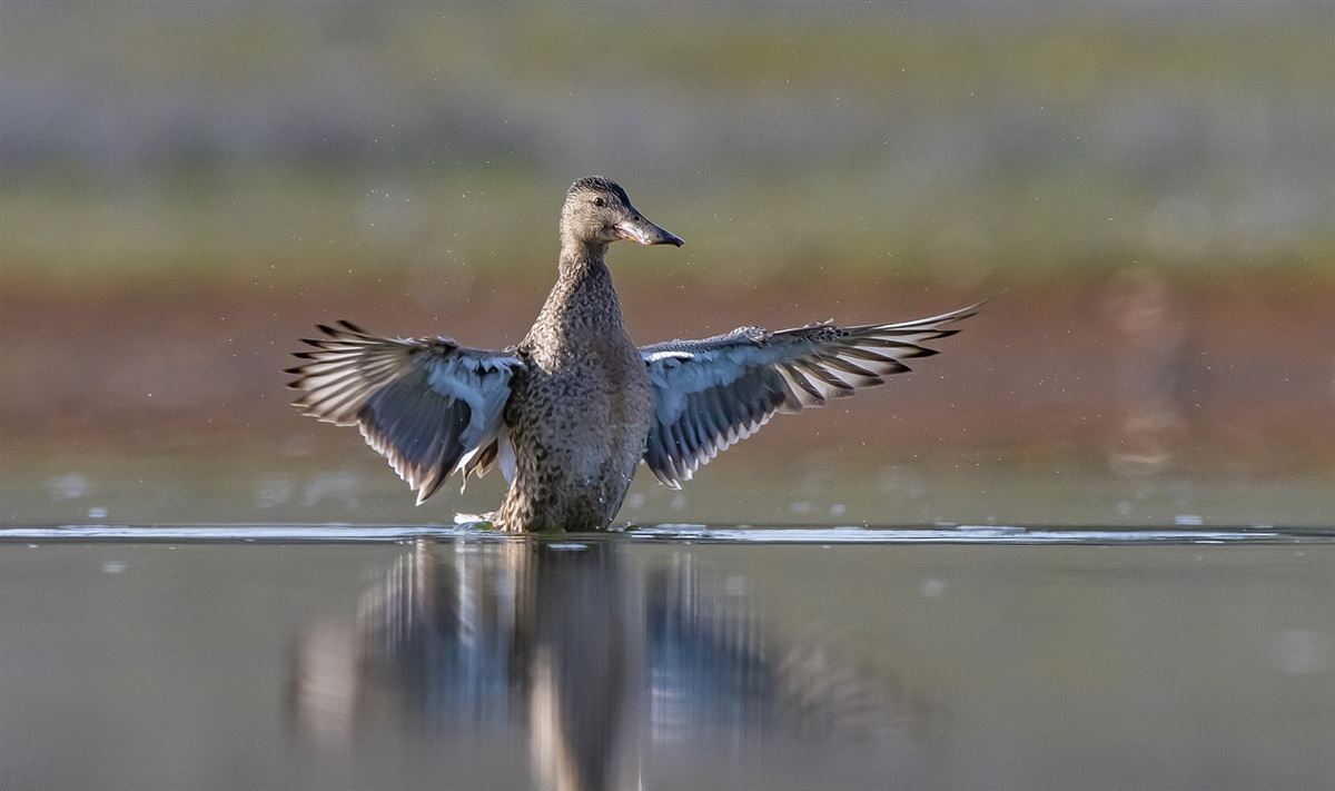 Northern Shoveler