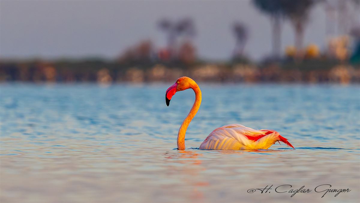Greater Flamingo