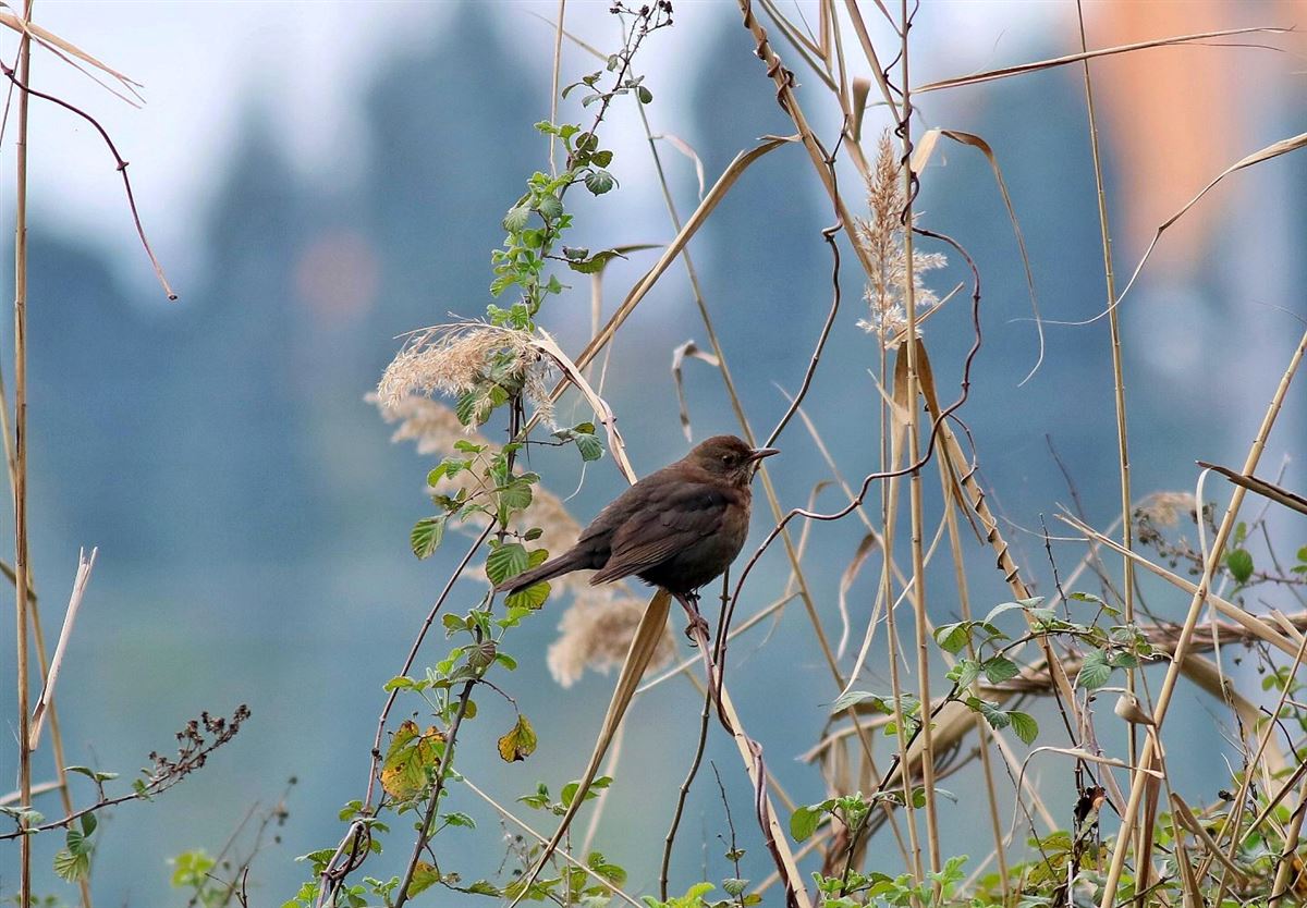 Common Blackbird