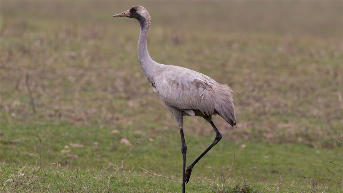 Common Crane