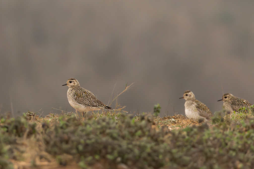 European Golden Plover