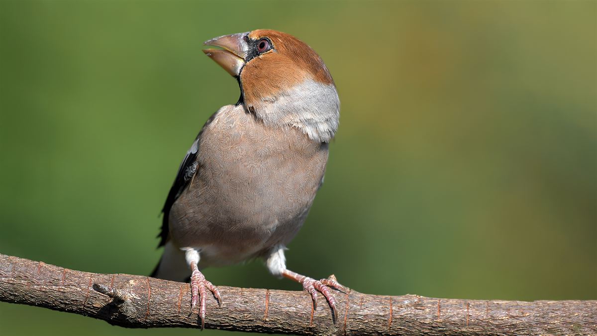 Hawfinch