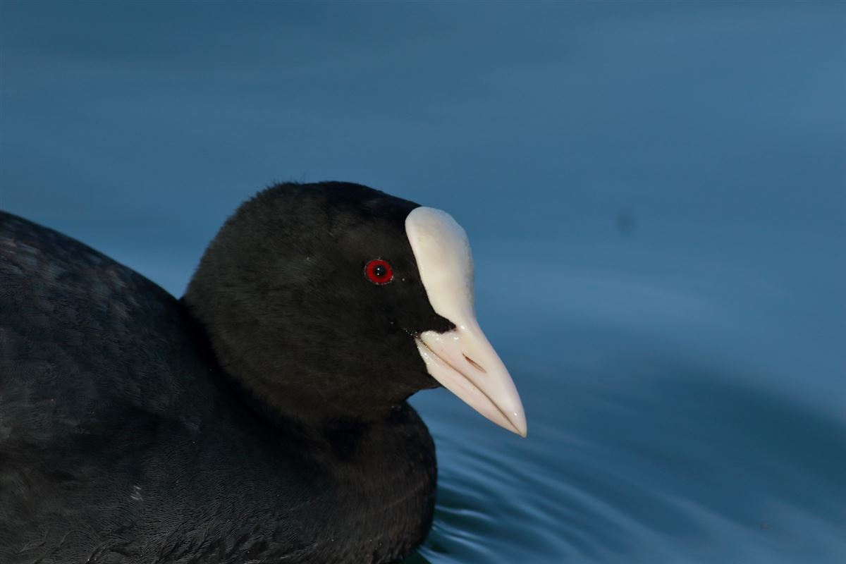 Eurasian Coot