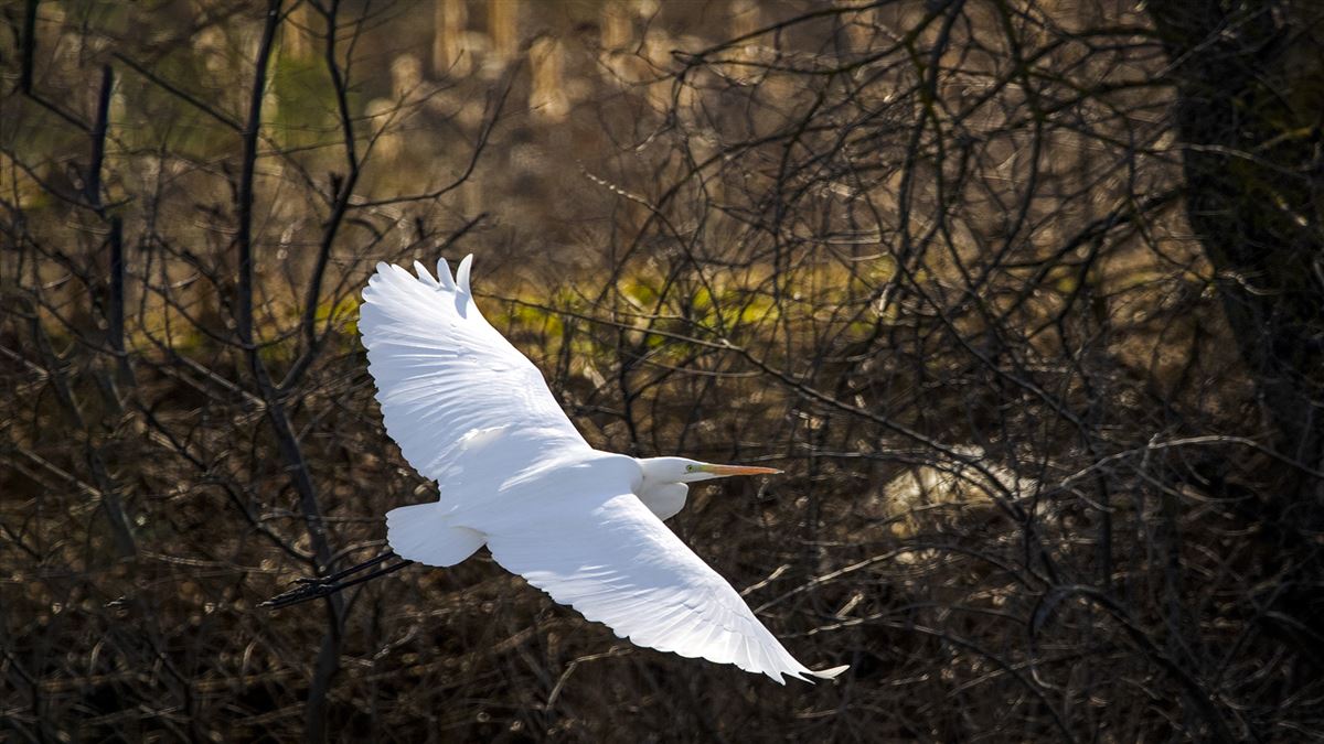 Great Egret