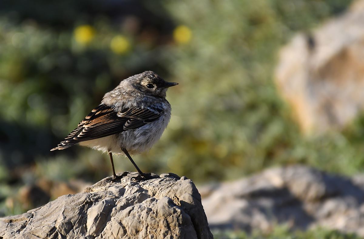 Northern Wheatear