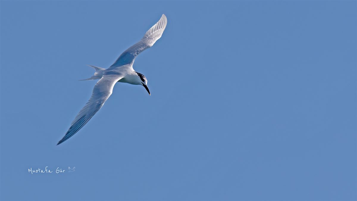 Sandwich Tern