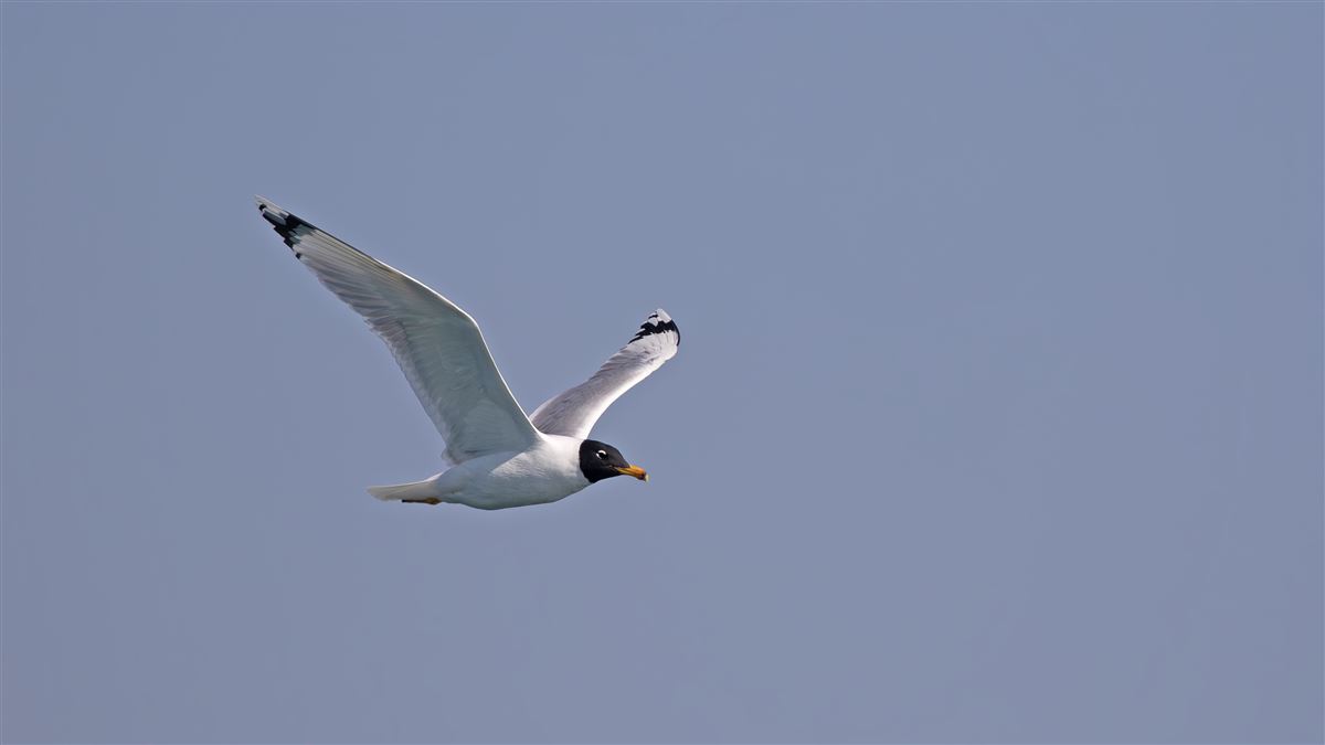 Pallas`s Gull