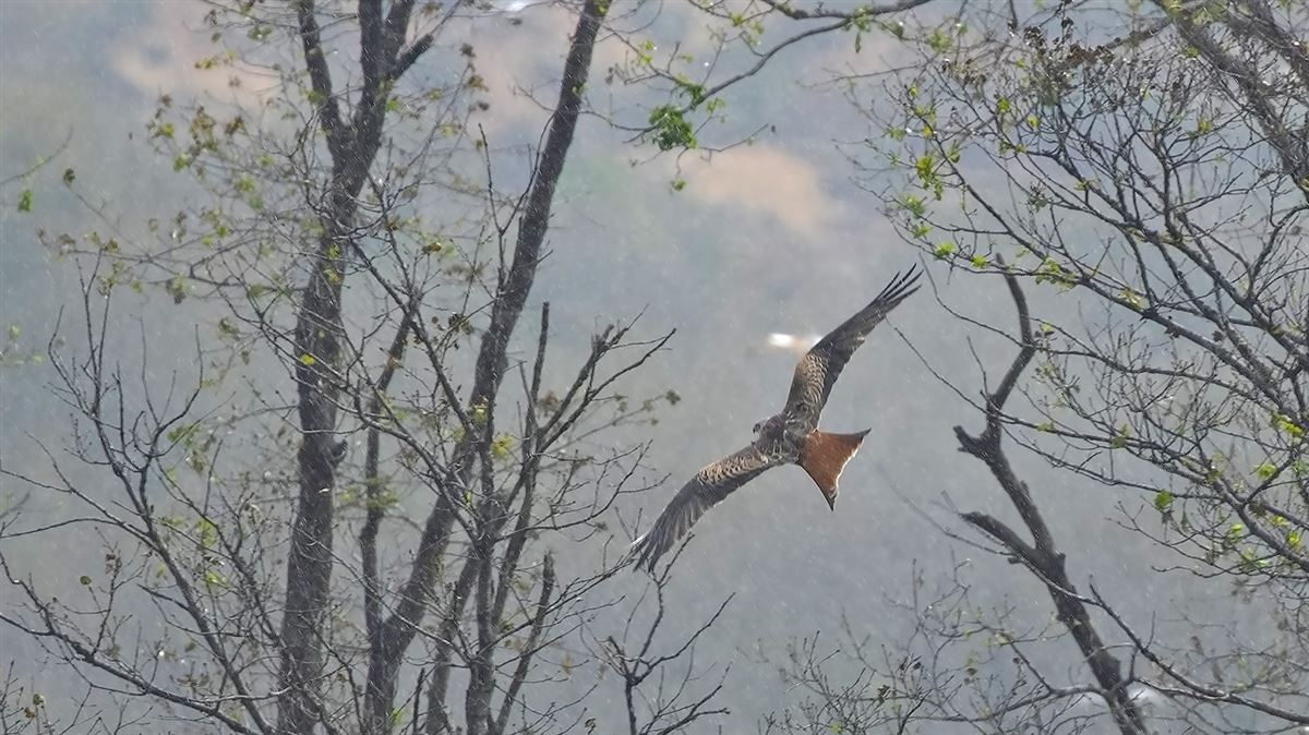 Red Kite