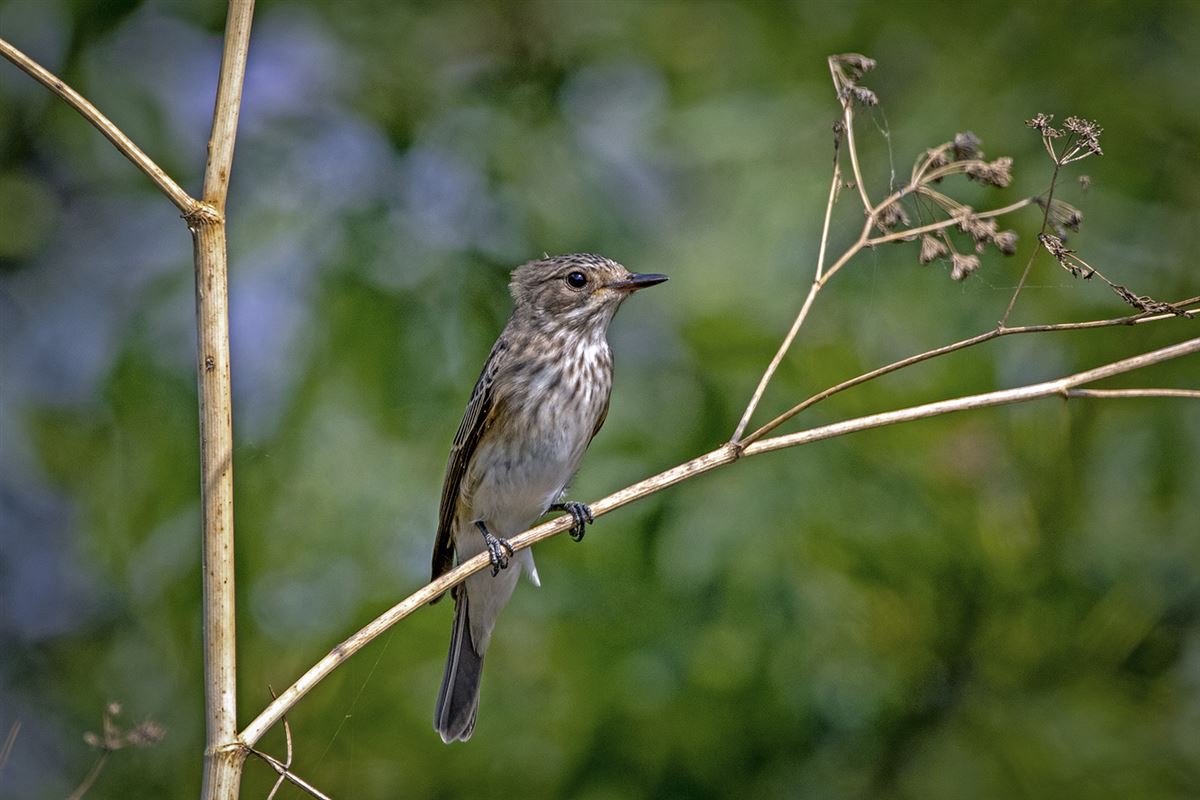 Spotted Flycatcher