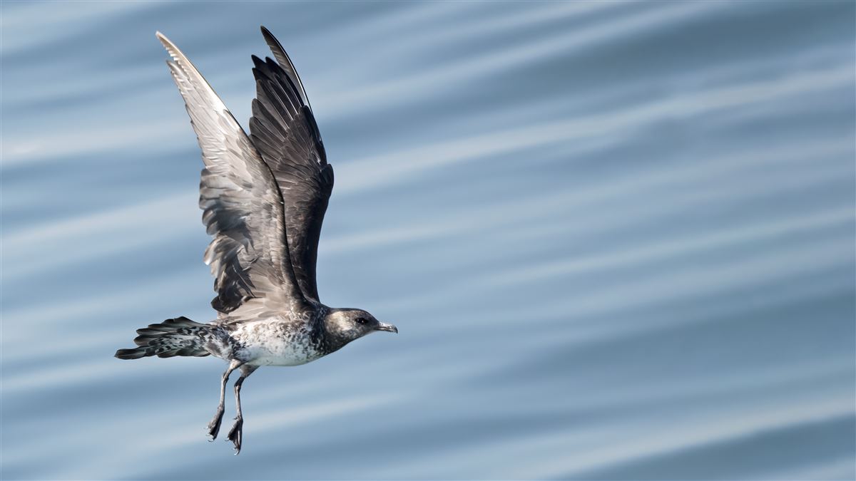 Pomarine Jaeger
