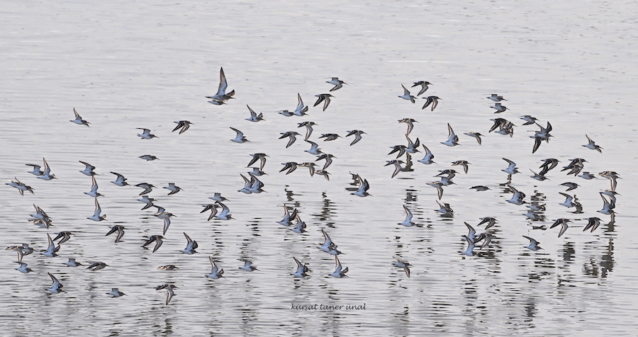 Dunlin