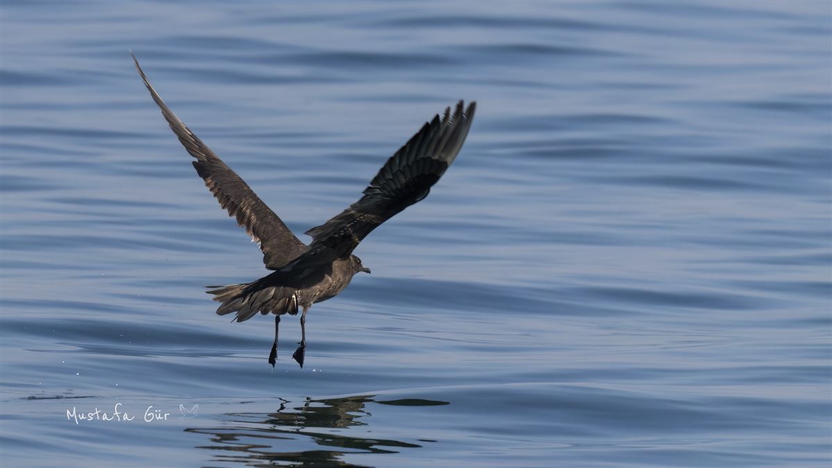 Parasitic Jaeger