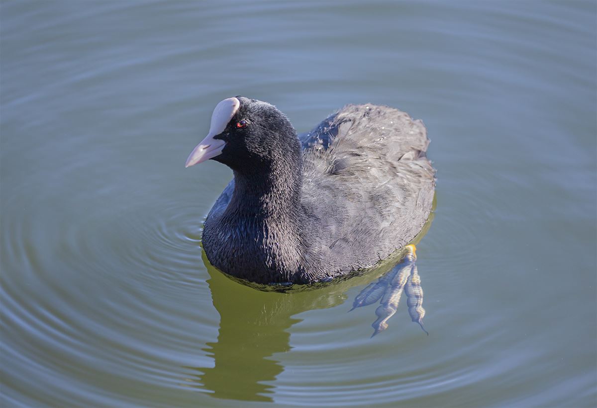 Eurasian Coot