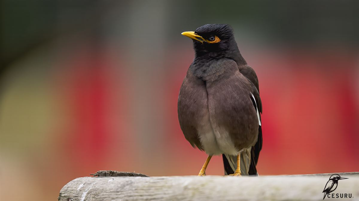 Common Myna