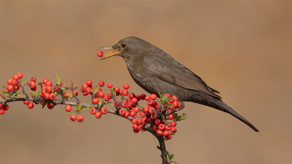 Common Blackbird