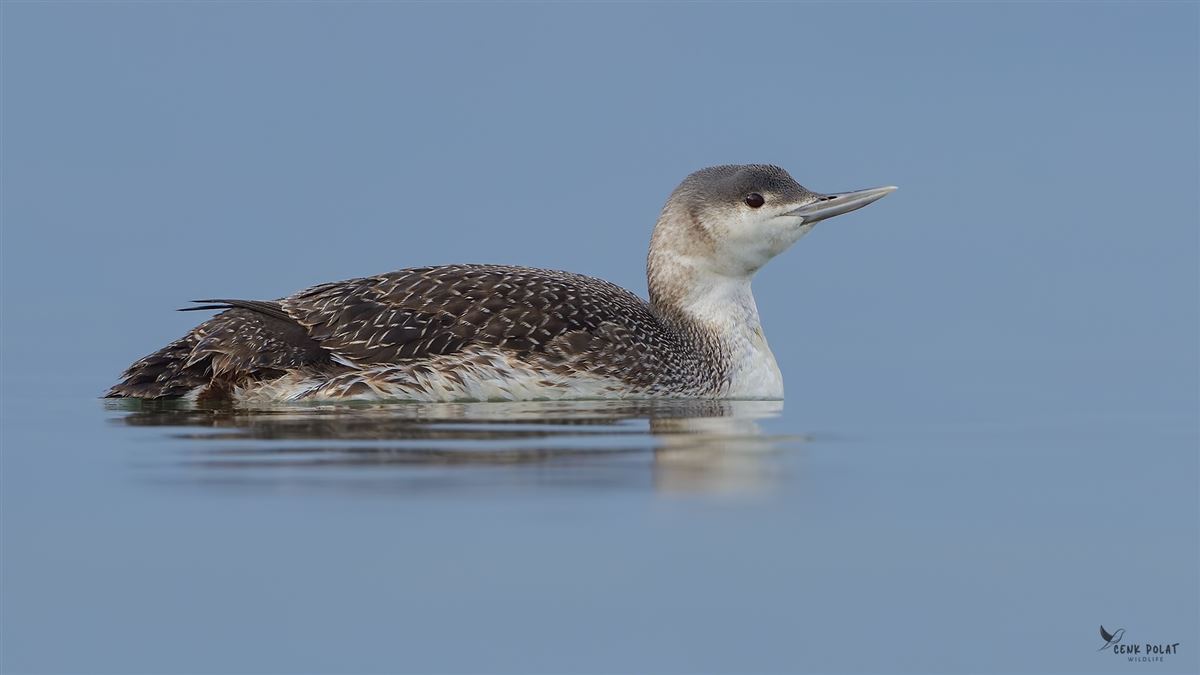 Red-throated Loon
