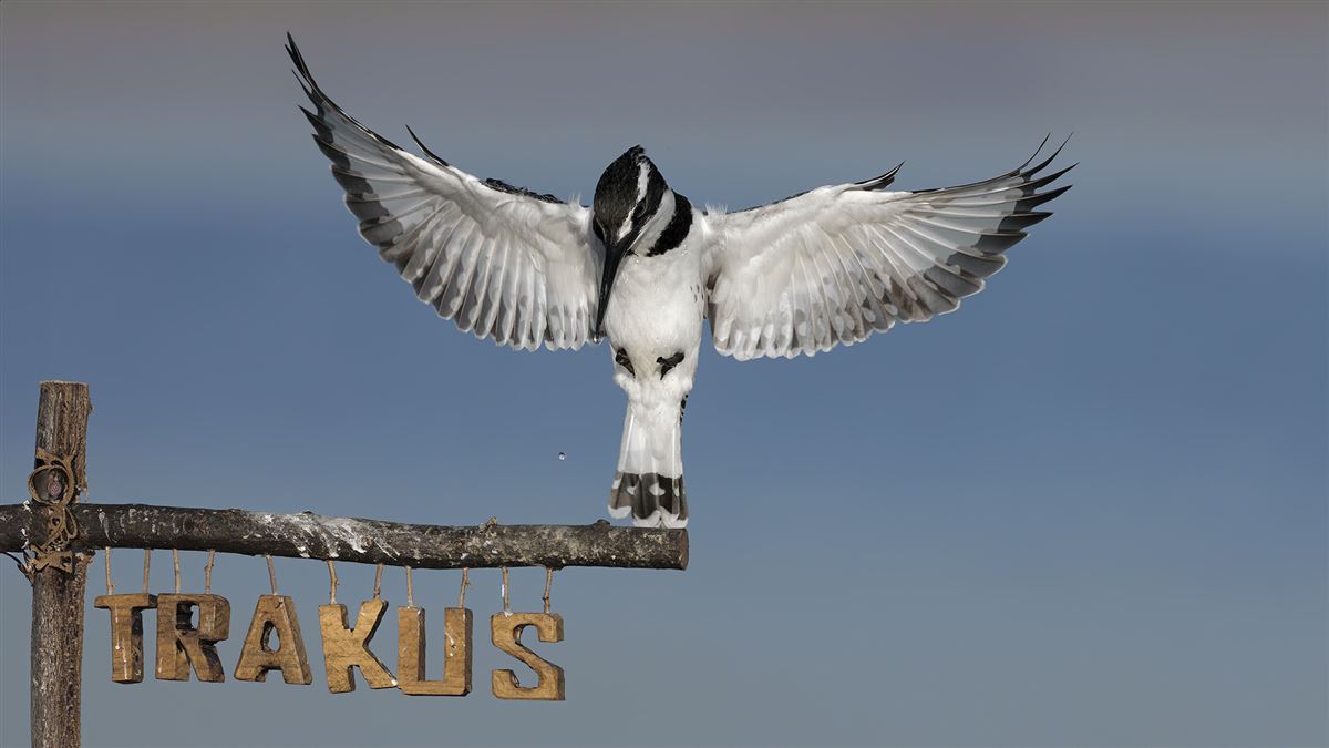 Pied Kingfisher