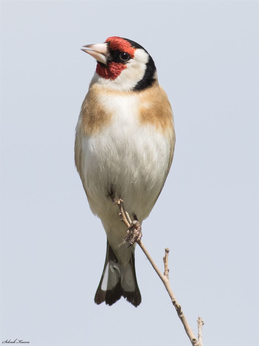 European Goldfinch