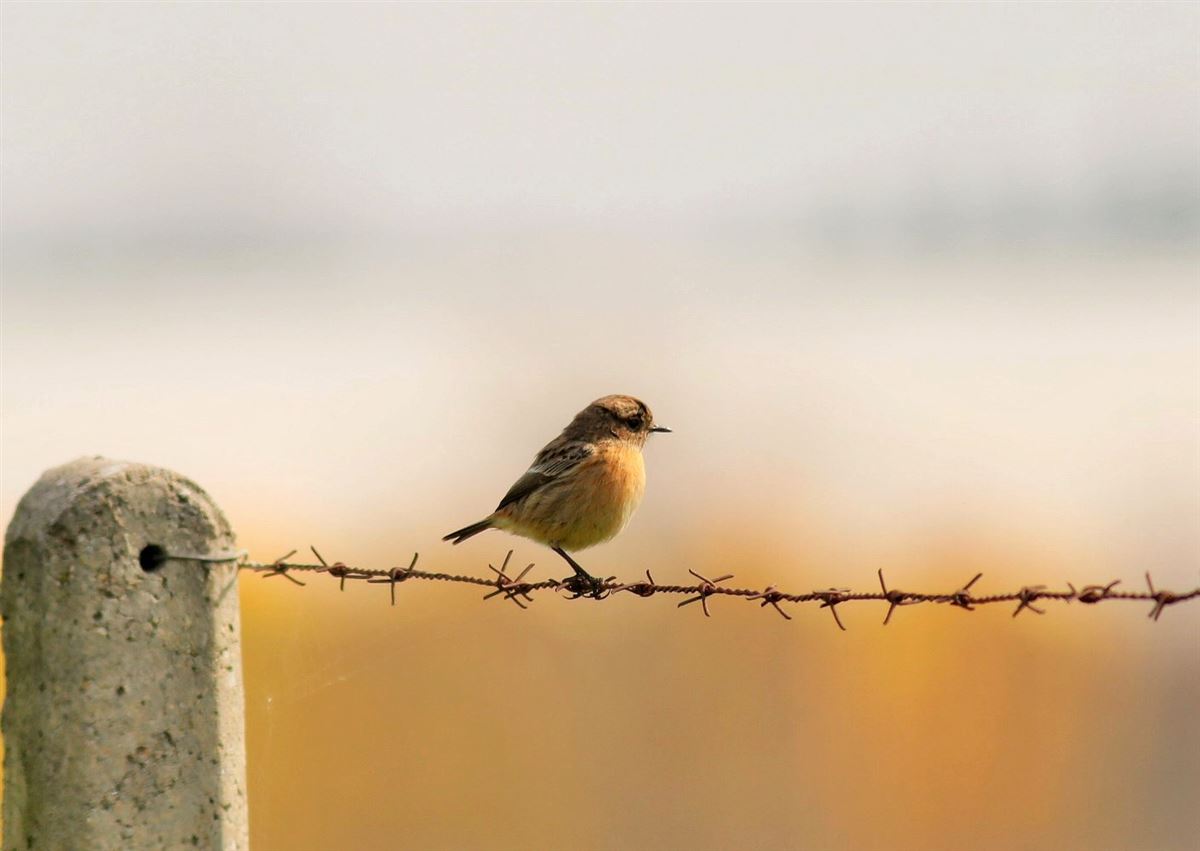European Stonechat