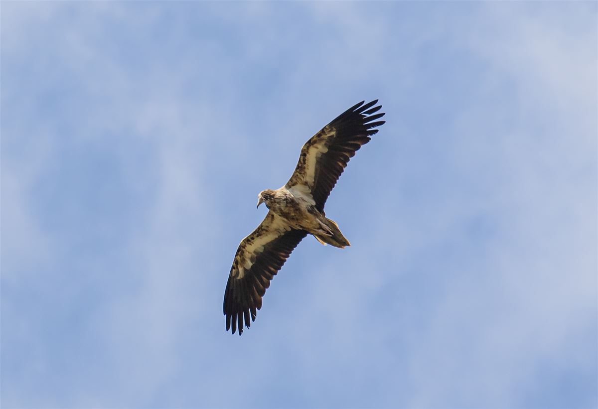 Egyptian Vulture