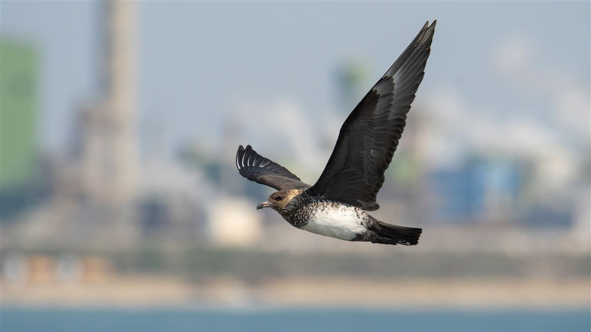 Pomarine Jaeger
