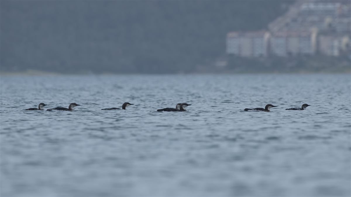 Black-throated Loon