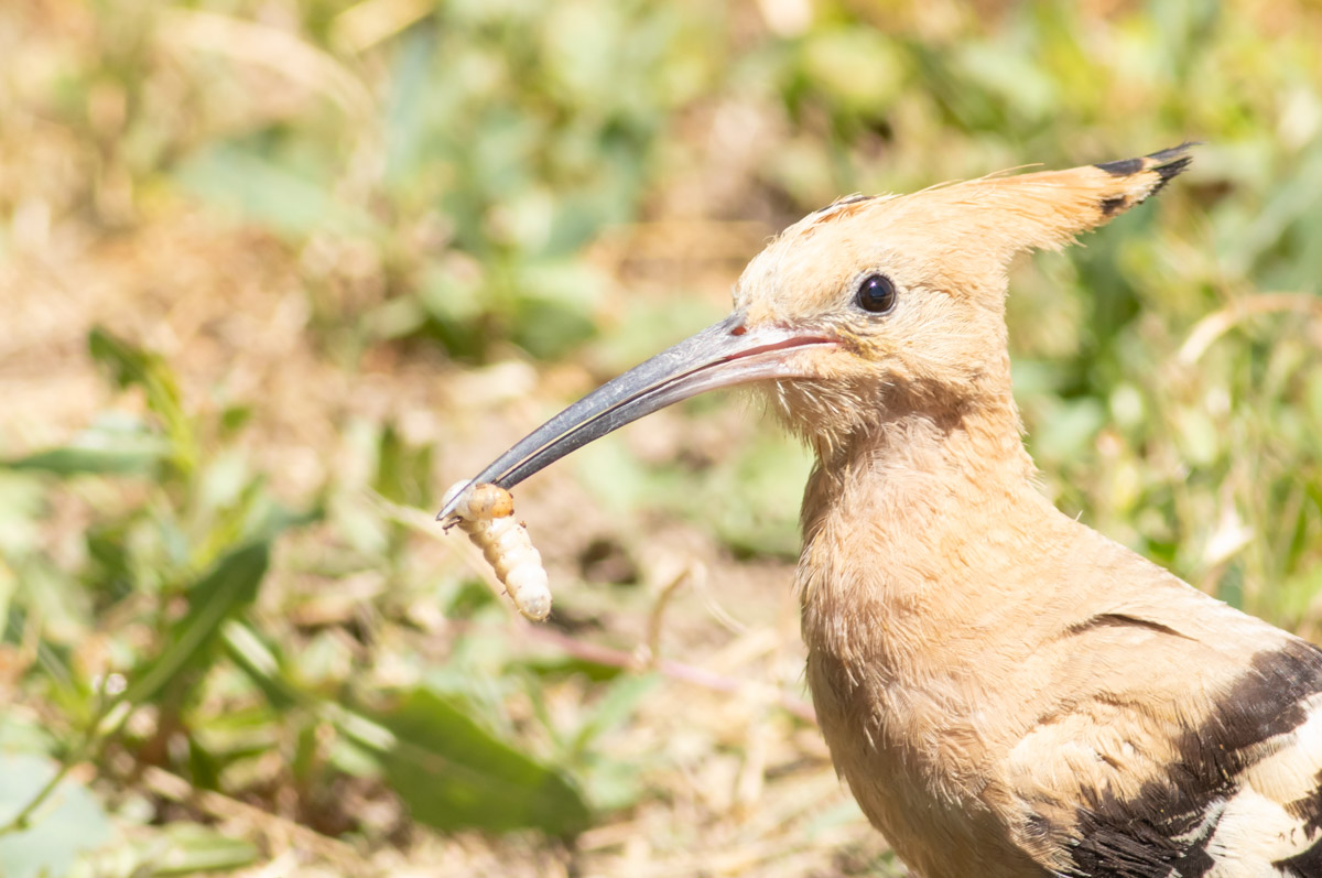 Common Hoopoe