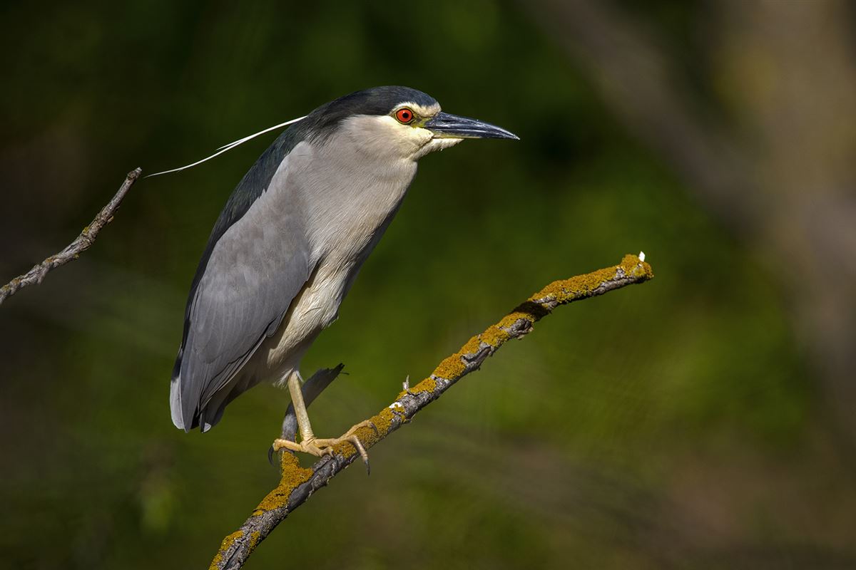 Black-crowned Night Heron