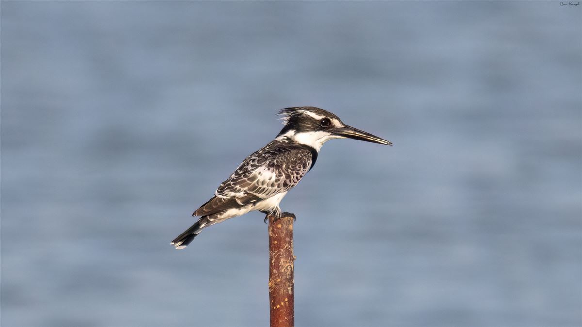Pied Kingfisher