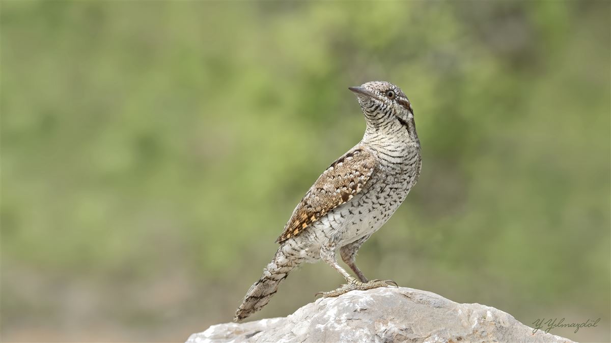 Eurasian Wryneck