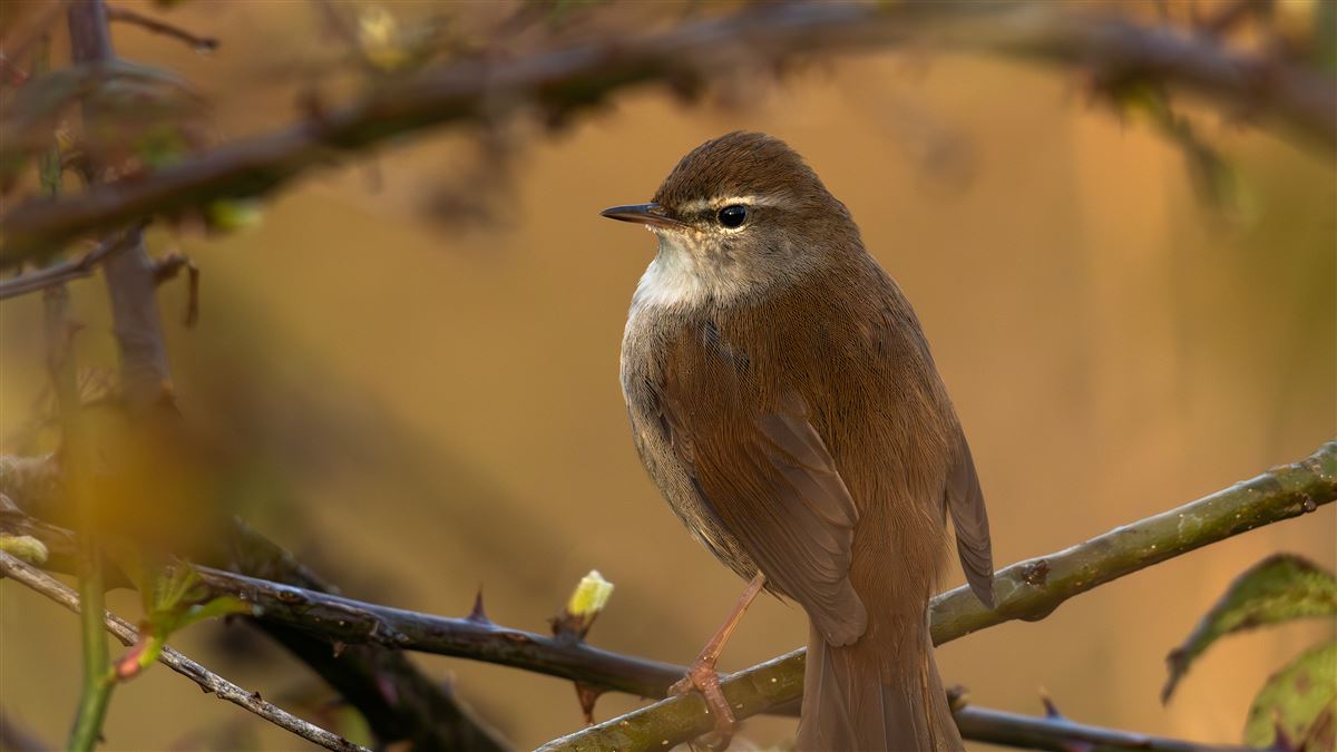 Cetti`s Warbler