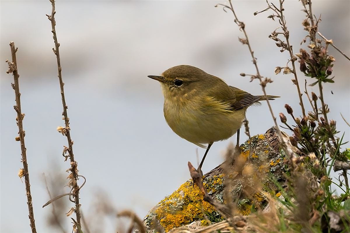 Common Chiffchaff