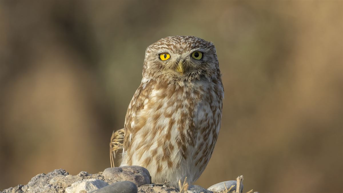 Little Owl