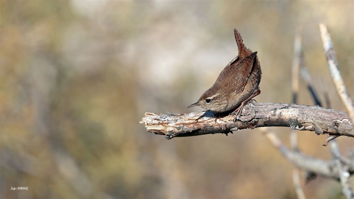 Eurasian Wren