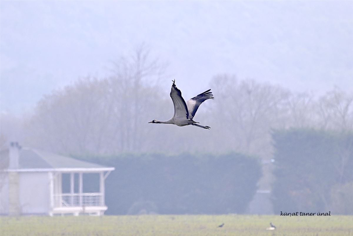 Common Crane