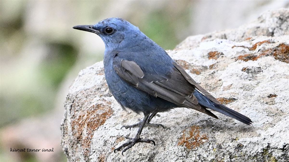 Blue Rock Thrush