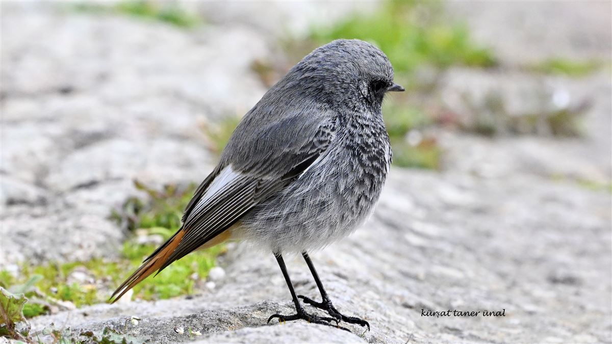 Black Redstart