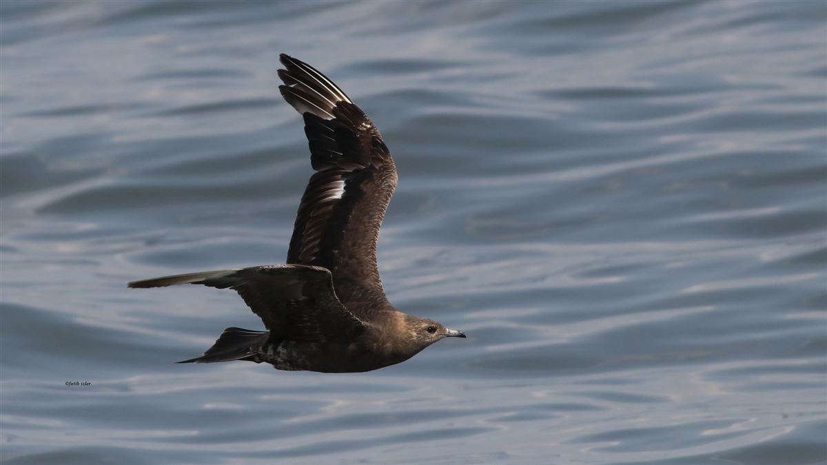 Parasitic Jaeger
