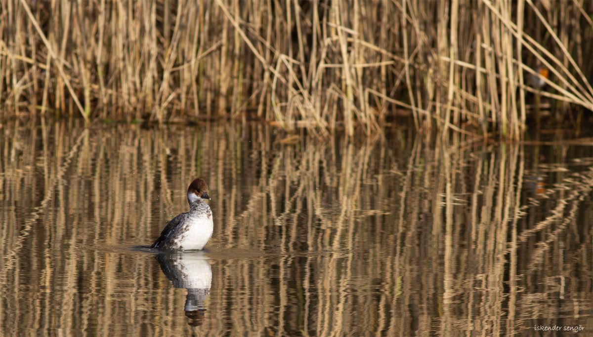 Smew